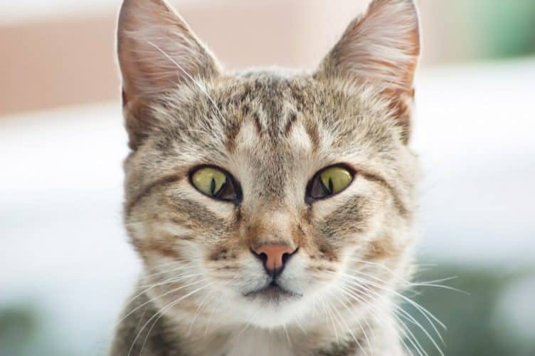 A cat staring at the camera with both third eyelids visible, in the inner corners of the eyes.