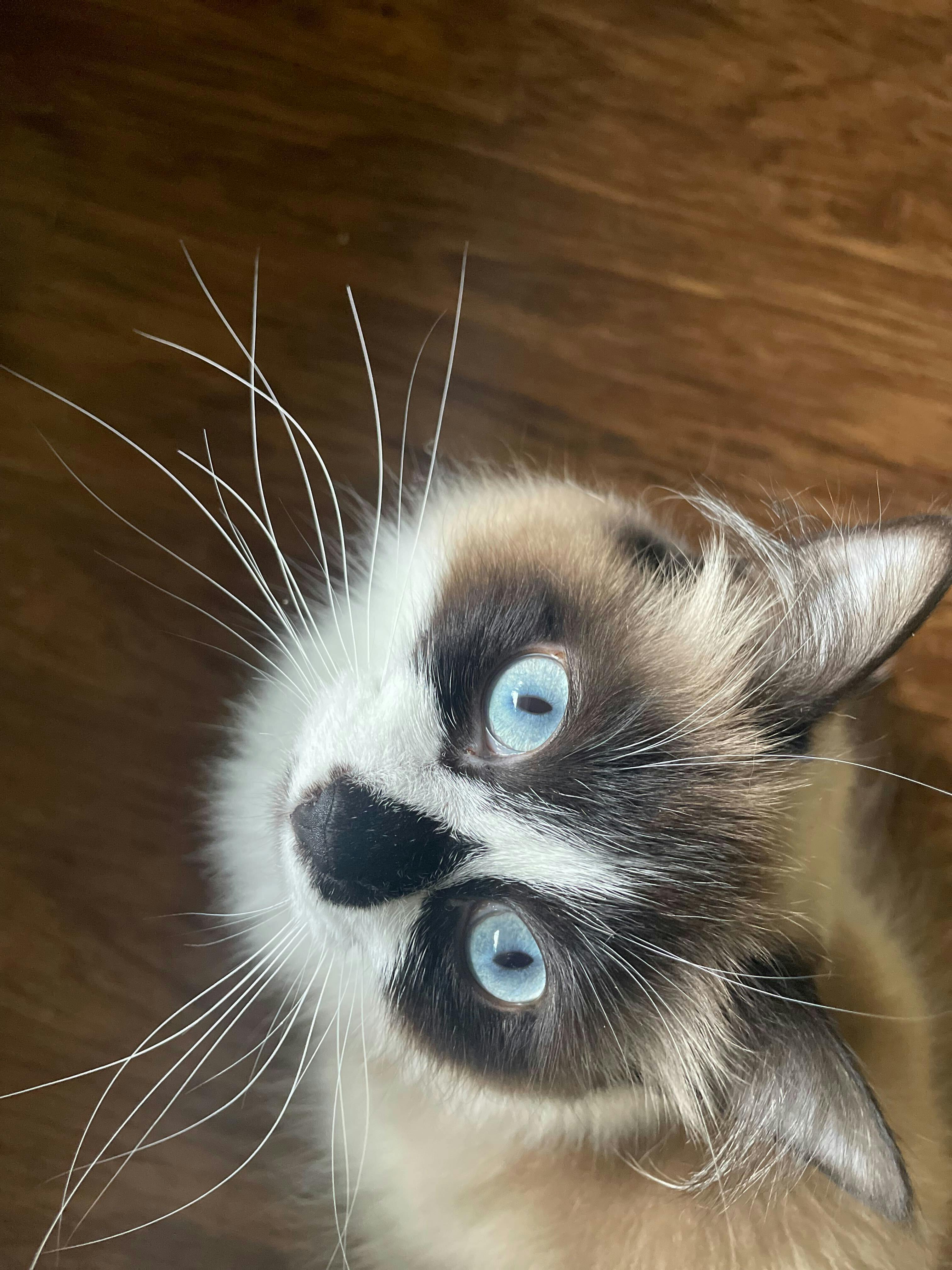 A curious cat with black white and cream fur and piercing blue eyes, looking at the camera with a quizzical expression.