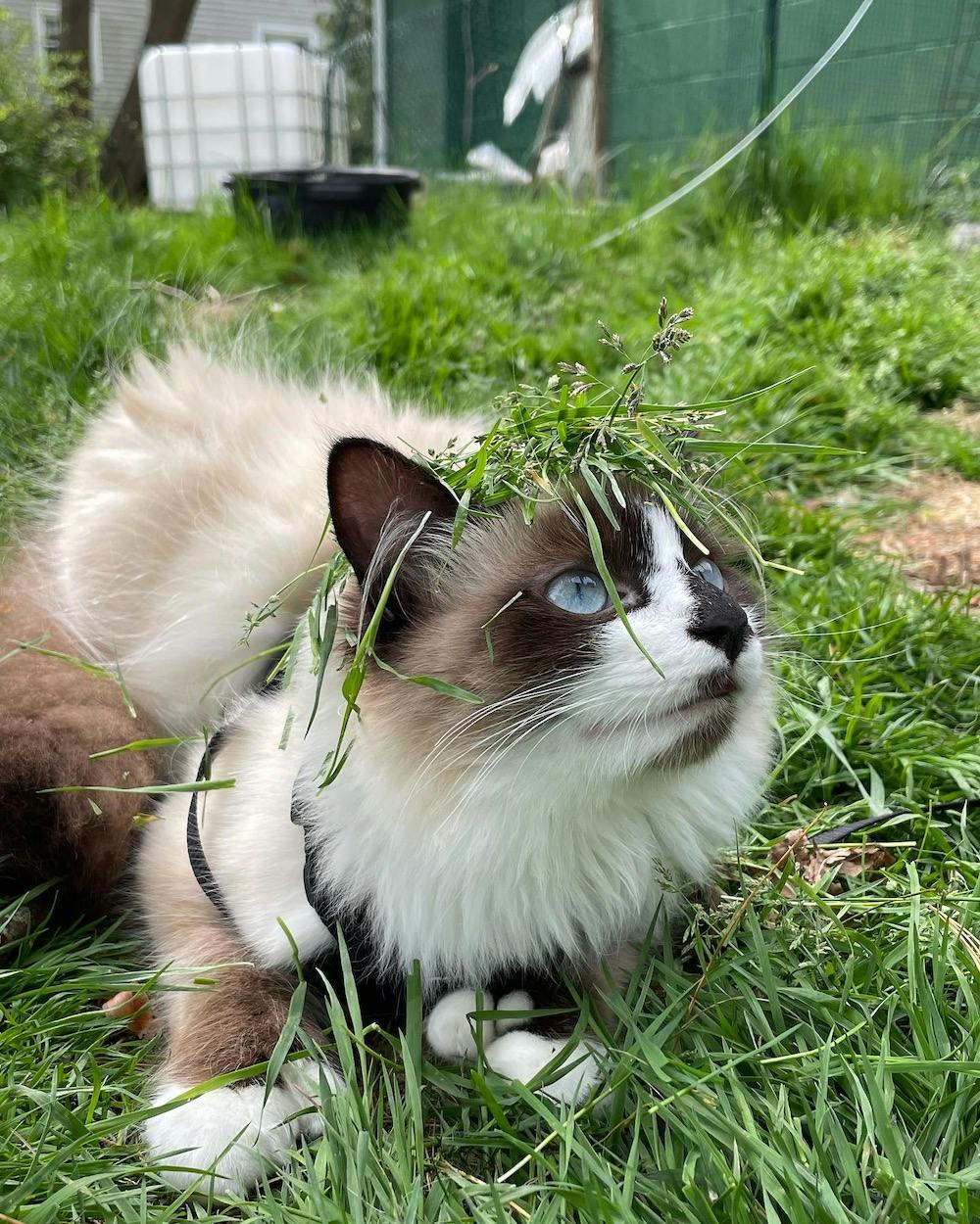 A ragdoll cat lays in a path of grass, with a healthy amount of grass sitting on top of his head