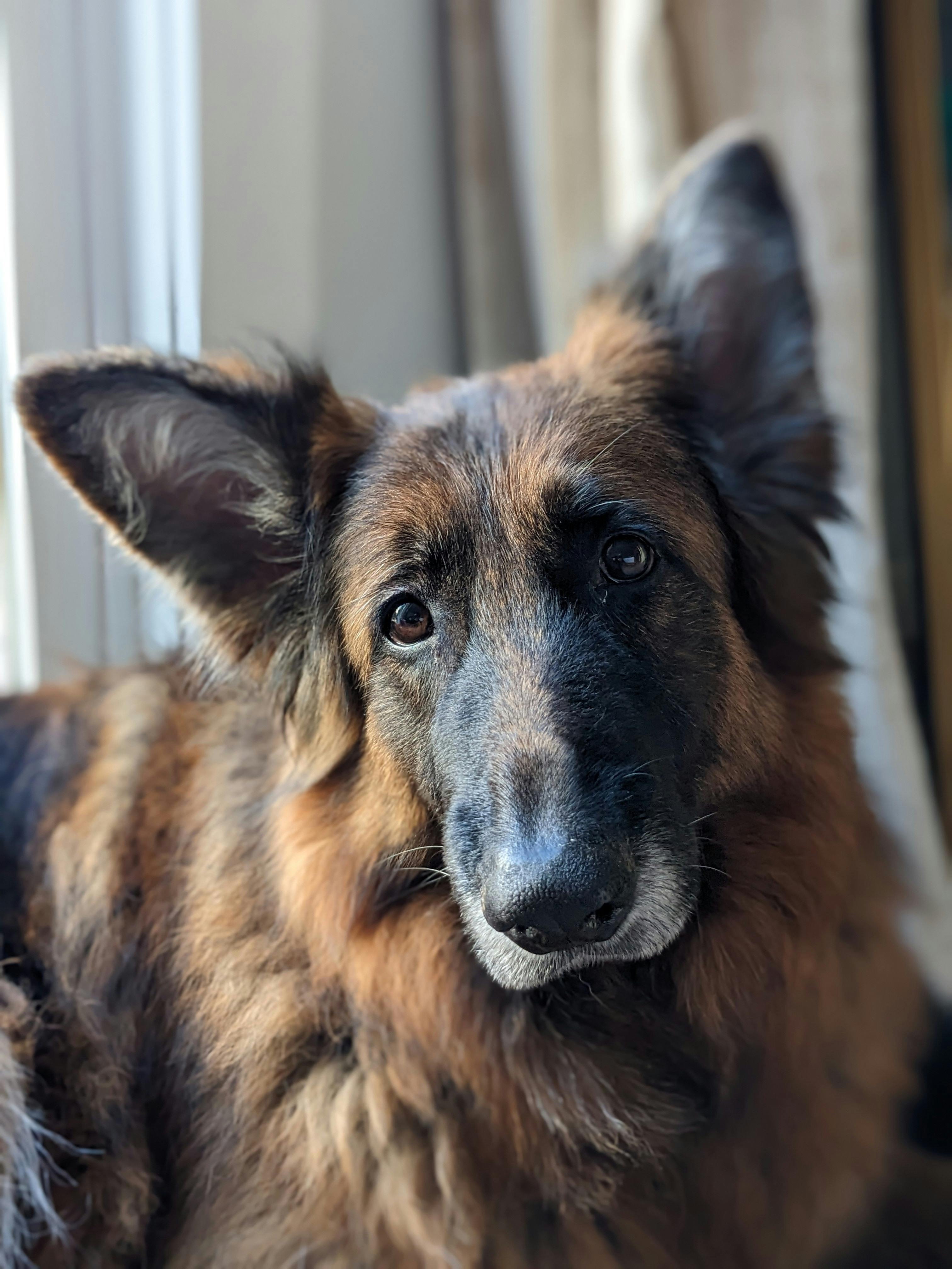 A large, elderly, long-furred black and tan German Shepherd with head cocked looking into the camera.