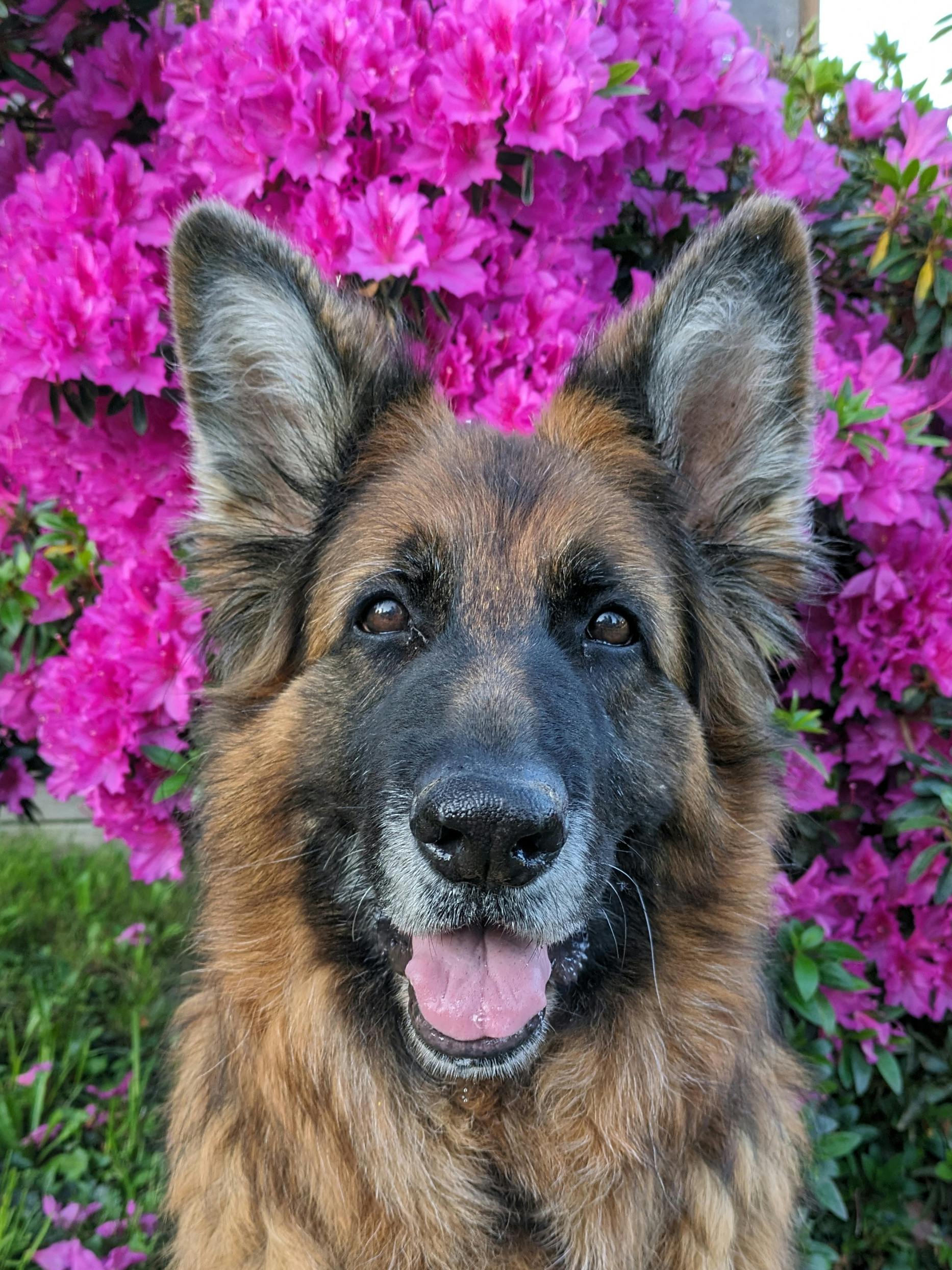 A grey-muzzled German Shepherd Dog in front of a bloom of pink flowers