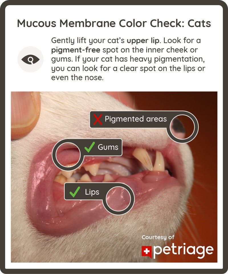 Mucous Membrane Color Check: Cats. Gently lift your cat’s upper lip. Look for a pigment-free spot on the inner cheek or gums. If your cat has heavy pigmentation, you can look for a clear spot on the lips or even the nose.