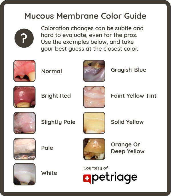 Mucous Membrane Color Guide. Coloration changes can be subtle and hard to evaluate, even for the pros. Use the examples below, and take your best guess at the closest color.
