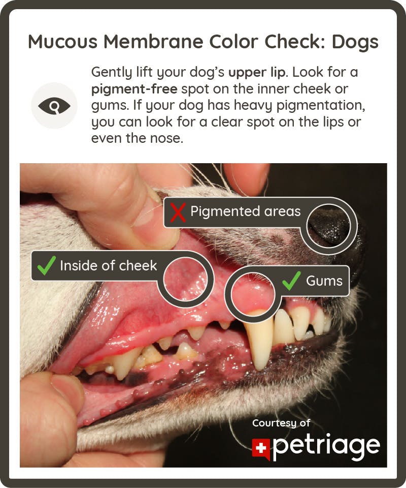 Mucous Membrane Color Check: Dogs. Gently lift your dog’s upper lip. Look for a pigment-free spot on the inner cheek or gums. If your dog has heavy pigmentation, you can look for a clear spot on the lips or even the nose.