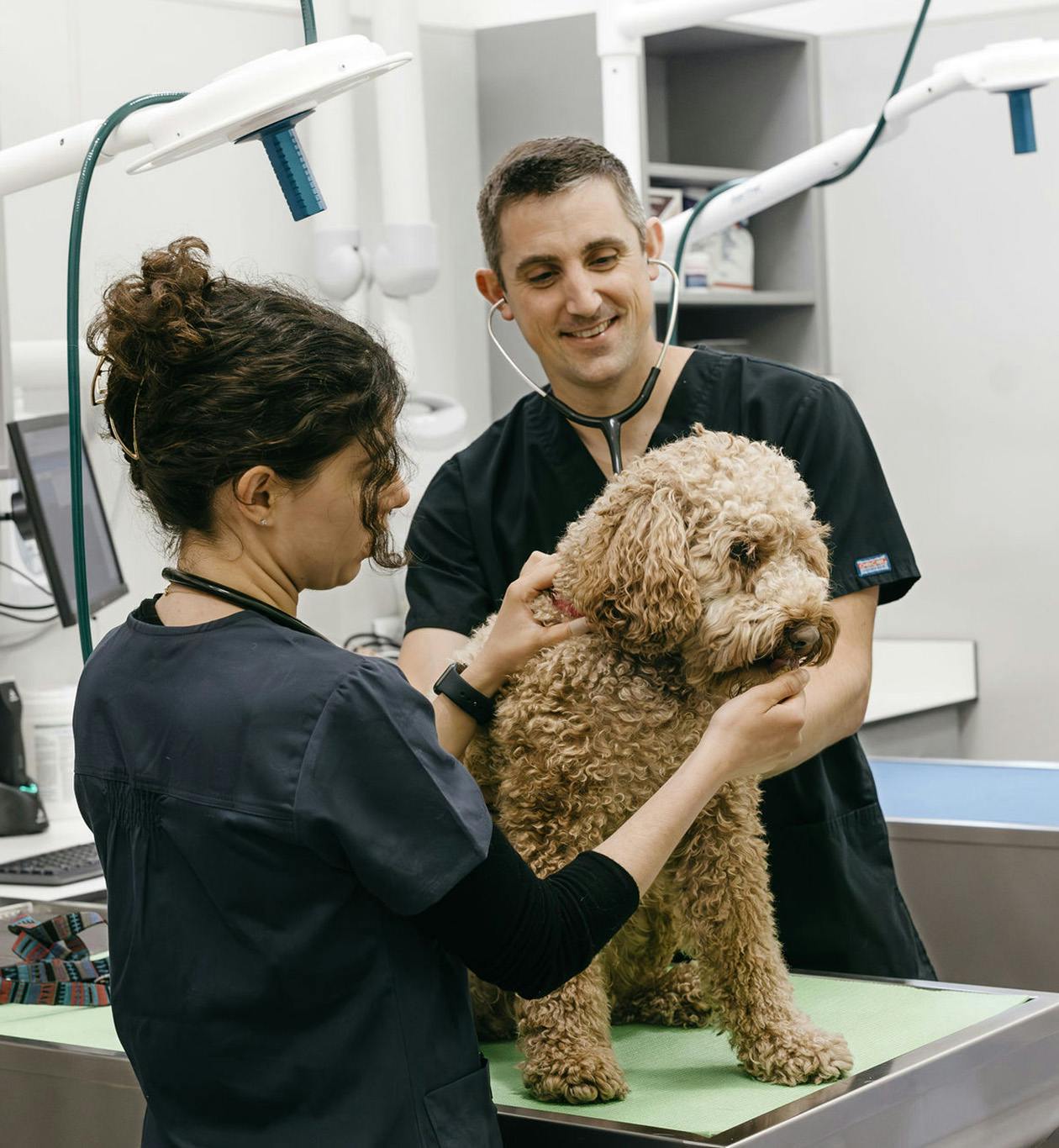 Team caring for a really cute golden doodle
